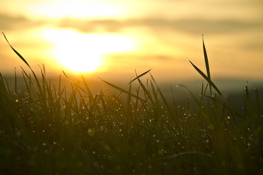 Grass, sunrise, sun — A Look Ahead: What Medicare Advantage Has to Offer in 2024