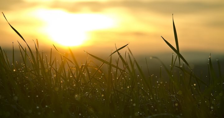 Grass, sunrise, sun — A Look Ahead: What Medicare Advantage Has to Offer in 2024