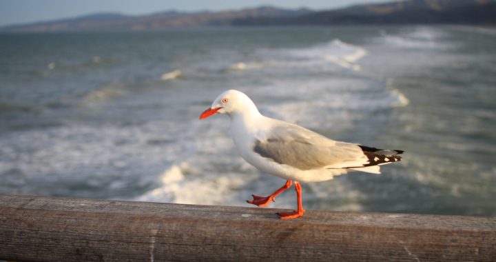 Seagull, bridge, ocean — Did You Ever Perform Splitgate cheats?