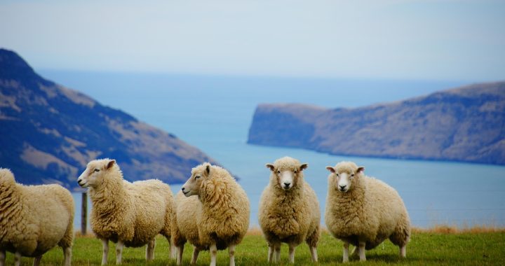 New zealand, nature, sea — Get Ready for an Unforgettable Experience - Register at Fun888 Now!
