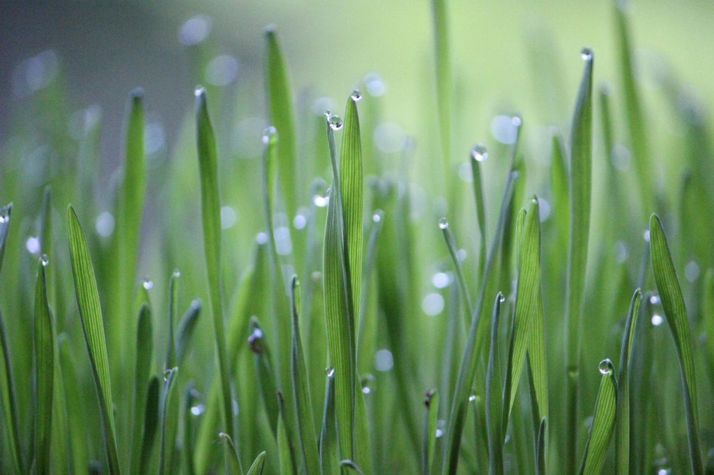 Wheat grass, grass, green — How Important are Insurance Plans Like Medicare Plan G?