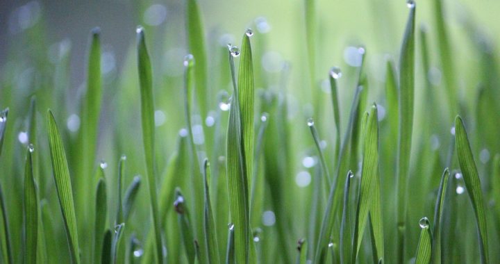 Wheat grass, grass, green — How Important are Insurance Plans Like Medicare Plan G?