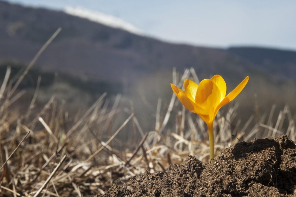 Spring flower, wild flower, first crocus — Important tips for increasing subscribers on YouTube