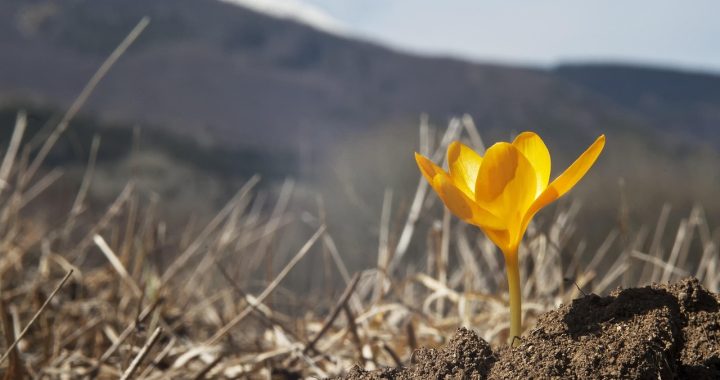 Spring flower, wild flower, first crocus — Important tips for increasing subscribers on YouTube