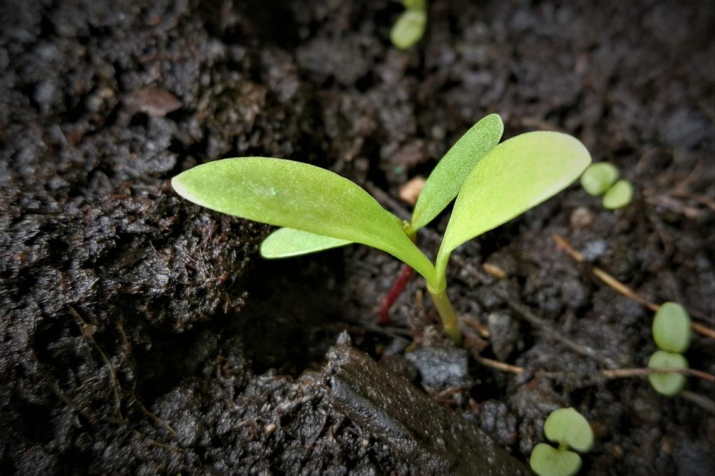 Scion, seedling, cotyledons — Koitoto and Responsible Gambling: A Commitment to Safety