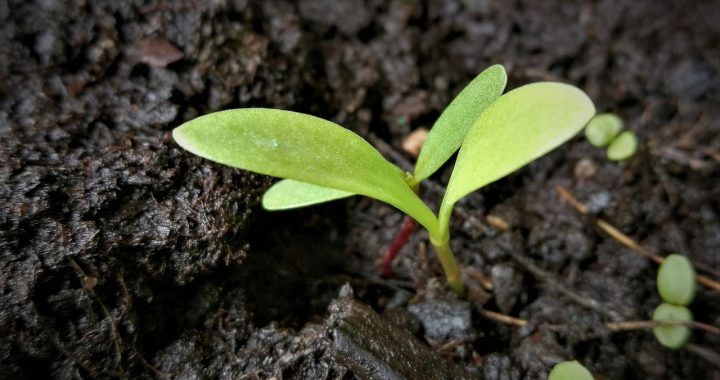 Scion, seedling, cotyledons — Koitoto and Responsible Gambling: A Commitment to Safety