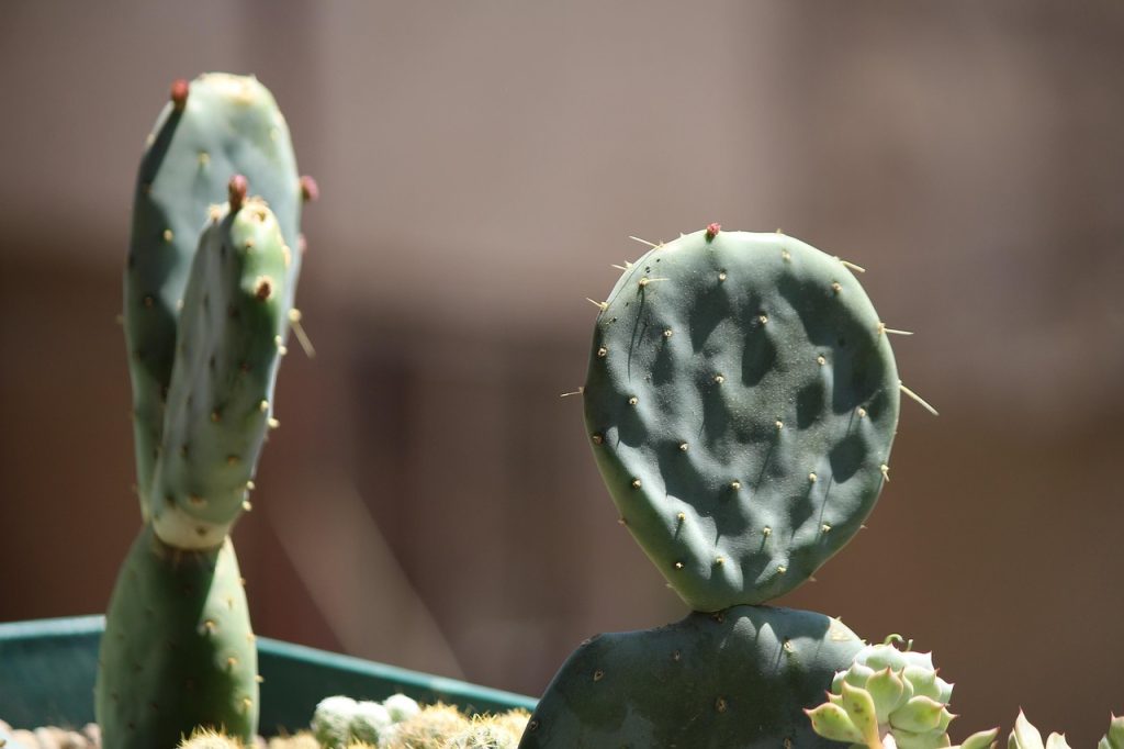 Cactus, mother-in-law language, cactus fruit — Legal Expertise Unveiled: How Long Island Car Accident Lawyers Tackle Injury C
