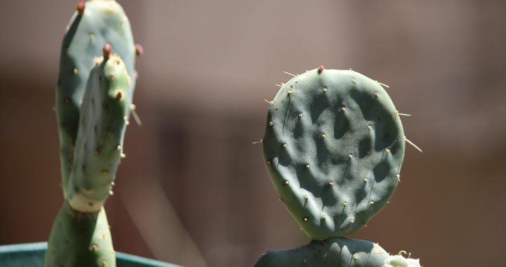 Cactus, mother-in-law language, cactus fruit — Legal Expertise Unveiled: How Long Island Car Accident Lawyers Tackle Injury C