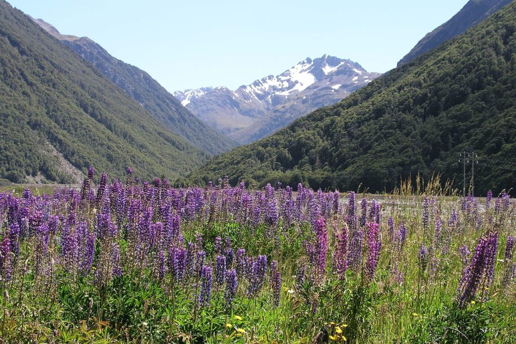 New zealand, new, zealand — Go All In at the PG Slot Tables