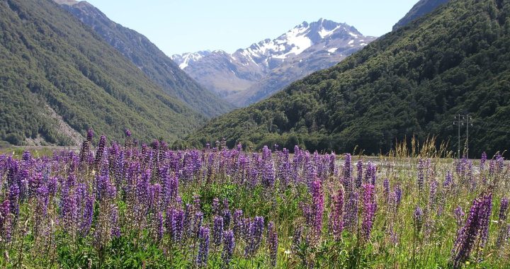 New zealand, new, zealand — Go All In at the PG Slot Tables