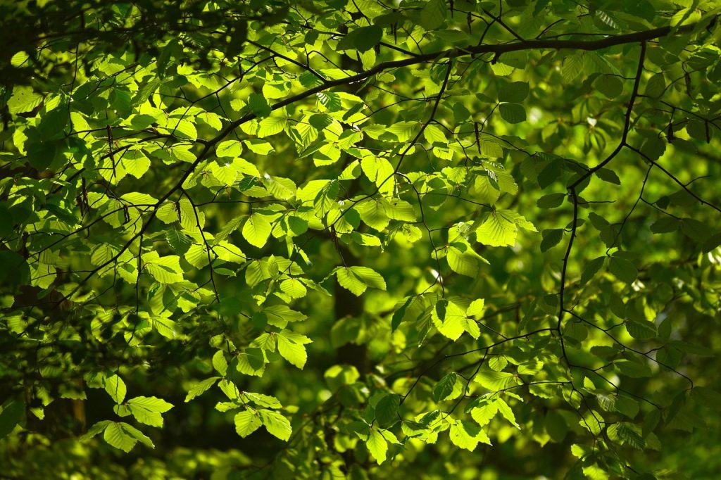 Leaves, foliage, nature — How to Send and Receive Ethereum with MyEtherWallet