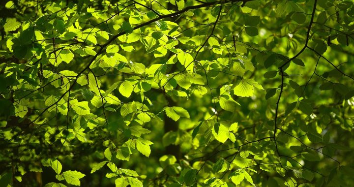 Leaves, foliage, nature — How to Send and Receive Ethereum with MyEtherWallet