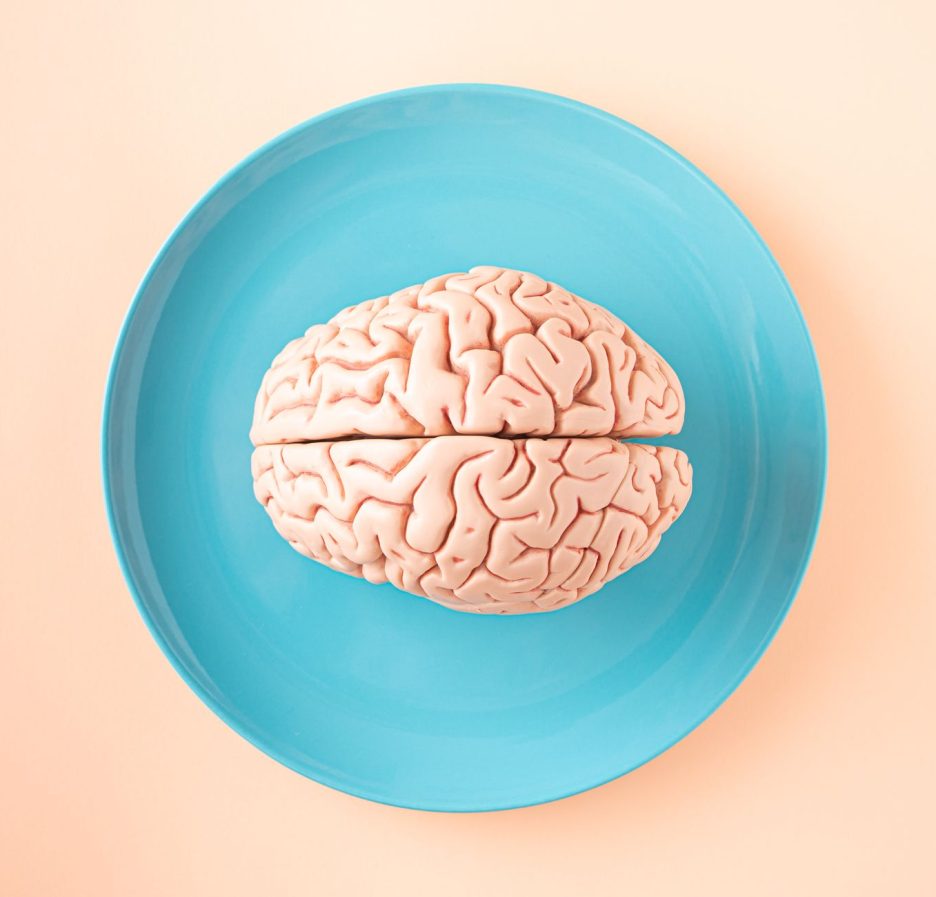 A brain model placed on a turquoise plate against a soft peach background.