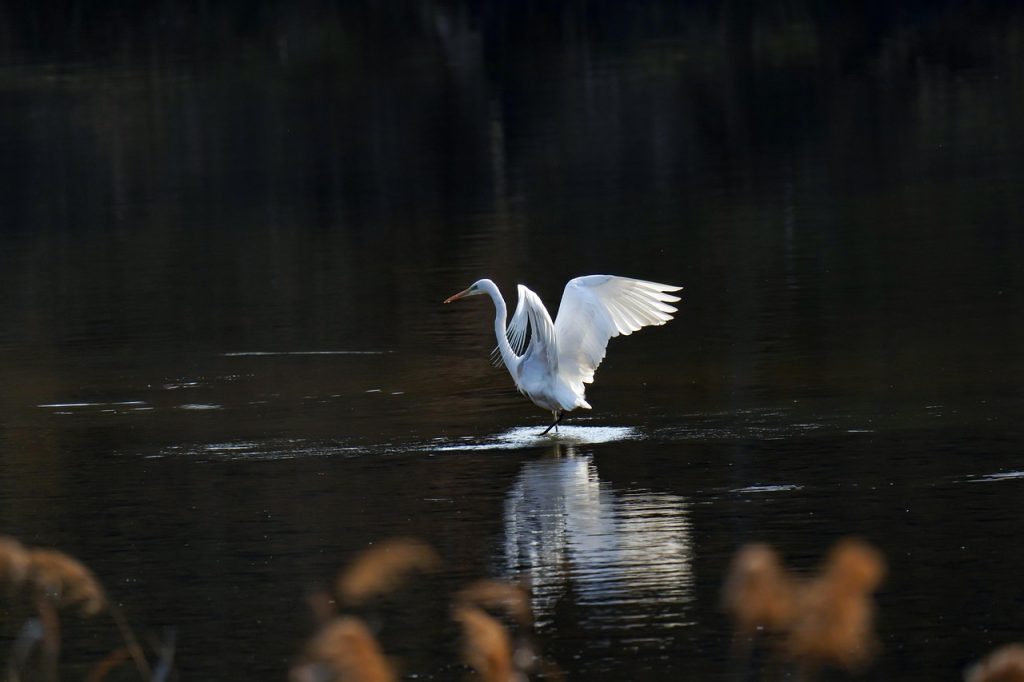 Common heron, nature, new — Why Is It Good To Invest In withers preserve myrtle beach sc Condo