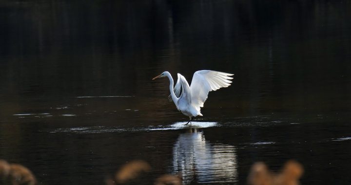 Common heron, nature, new — Why Is It Good To Invest In withers preserve myrtle beach sc Condo