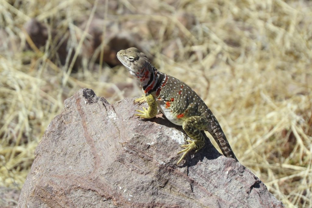 Lizard, reptile, colorful — Why SA Gaming is a Top Choice for Online Gamblers