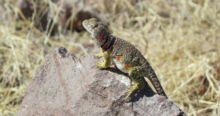 Lizard, reptile, colorful — Why SA Gaming is a Top Choice for Online Gamblers