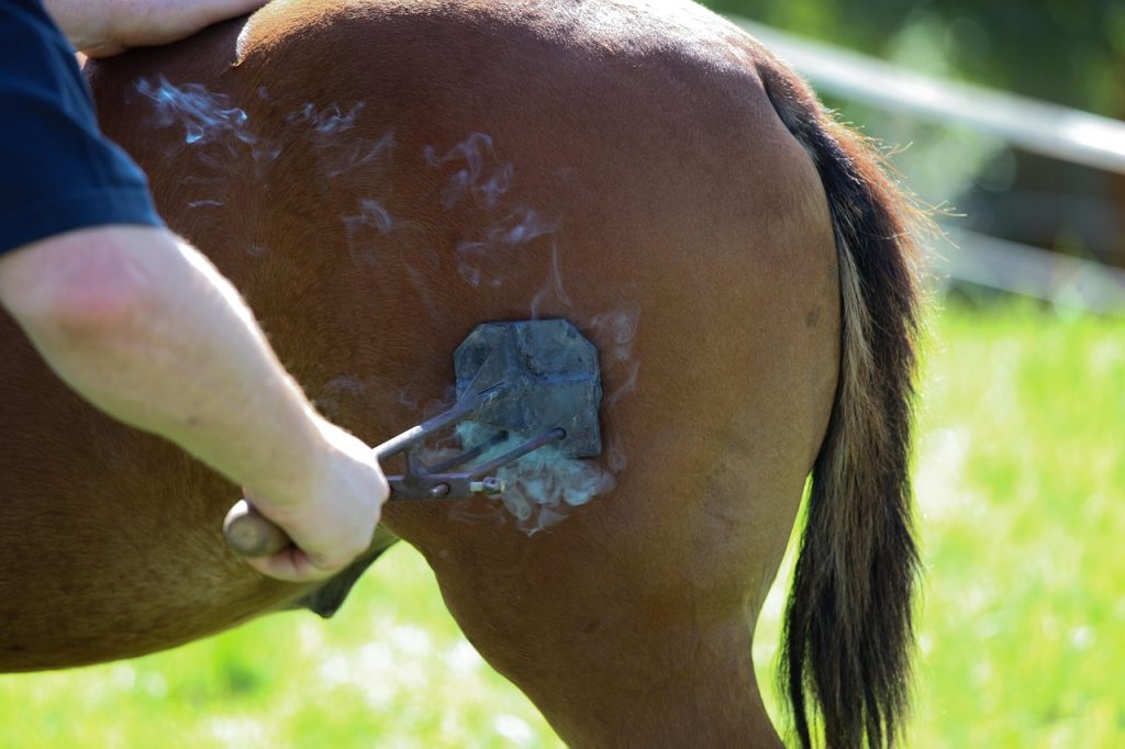 Horse, fire, craft — Why You Need To Not Make use of the Top Skincare Brands
