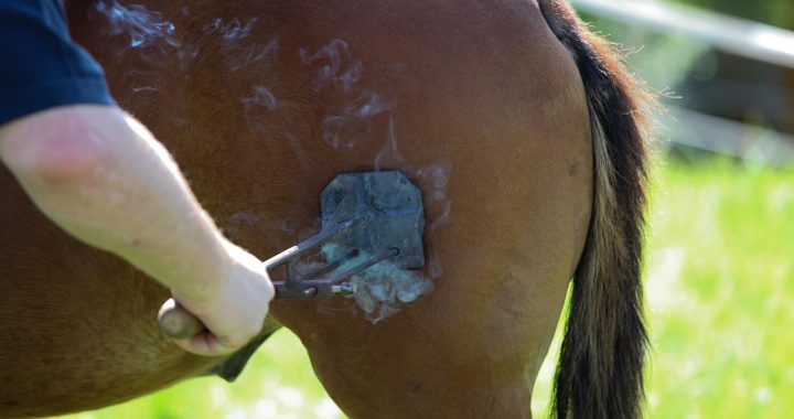 Horse, fire, craft — Why You Need To Not Make use of the Top Skincare Brands