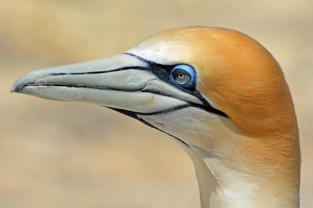Northern gannet, bird, animal — Winning and Beyond: The Magic of UFA Games for Players Worldwide