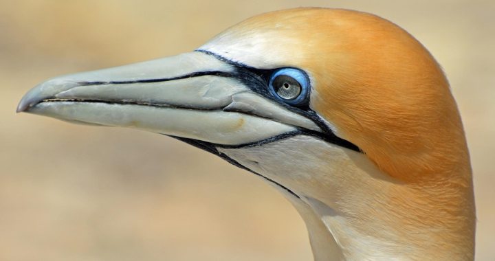 Northern gannet, bird, animal — Winning and Beyond: The Magic of UFA Games for Players Worldwide